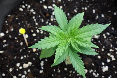 Ein junger Cannabissämling mit mehreren Blättern in dunkler Erde, daneben ein gelber Markierungsstab.
