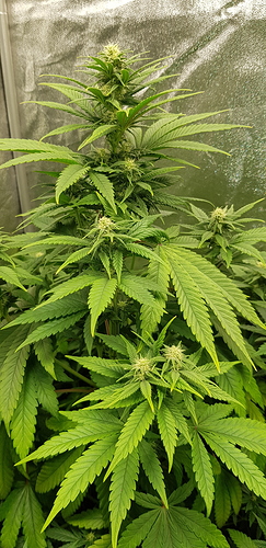 Growreport Bild 4