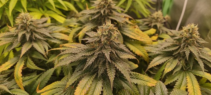 Growreport Bild 6