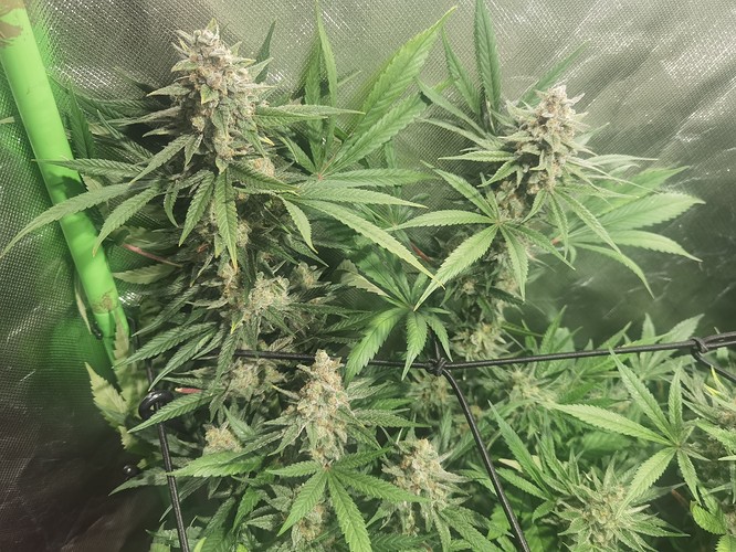 Growreport Bild 2