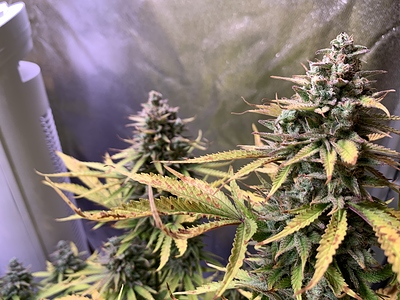 Growreport Bild 5