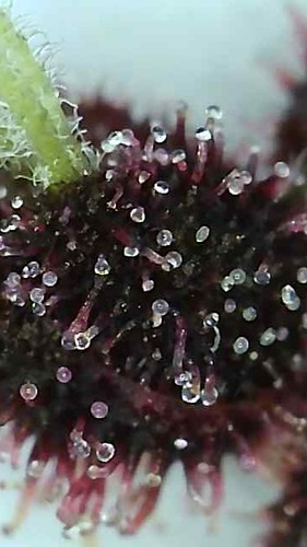 Growreport Bild 5