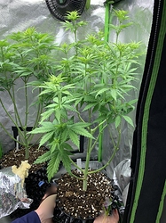 Growreport Bild 2
