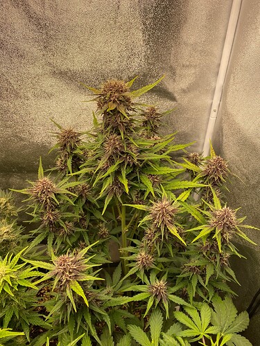 Growreport Bild 13