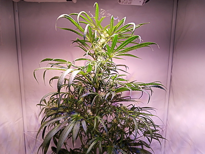 Growreport Bild 3