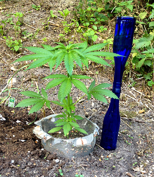 Growreport Bild 15