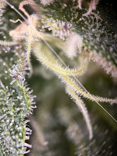 Growreport Bild 5