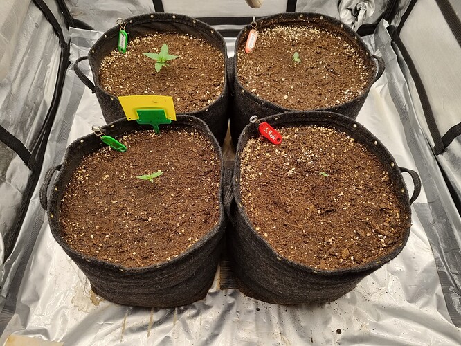 Growreport Bild 31