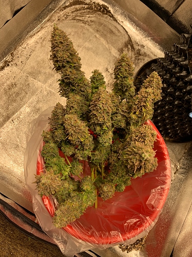 Growreport Bild 5