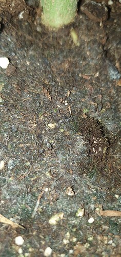 Growreport Bild 7