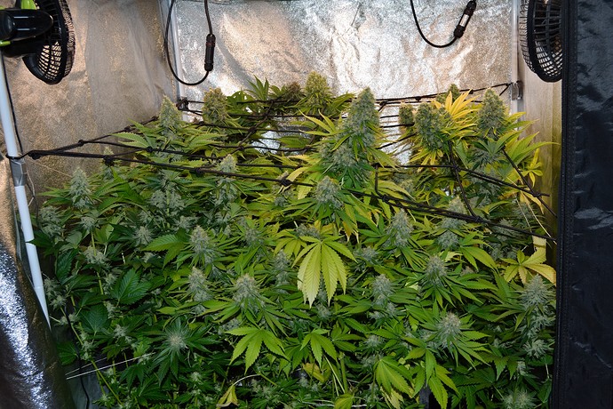 Growreport Bild 3