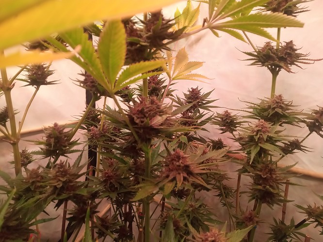 Growreport Bild 56