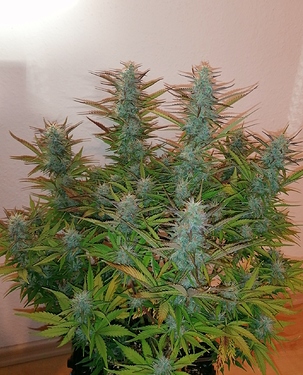 Growreport Bild 4