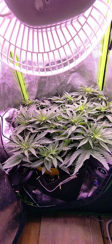 Growreport Bild 1