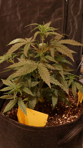 Growreport Bild 8
