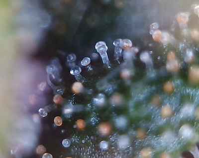 Growreport Bild 6
