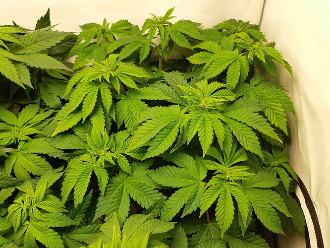 Growreport Bild 2