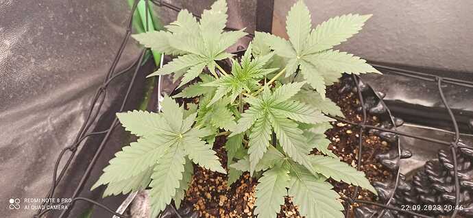 IMG-20230922-WA0024