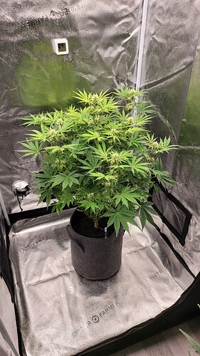 Growreport Bild 2