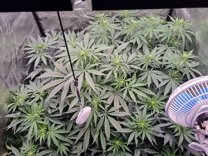 Growreport Bild 13