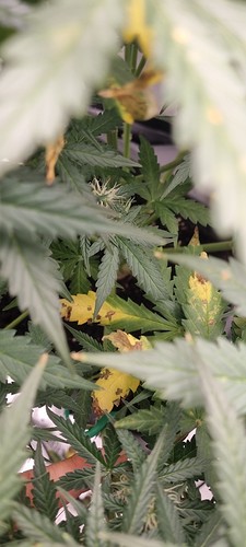 Growreport Bild 4