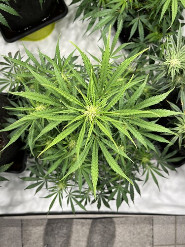 Growreport Bild 25