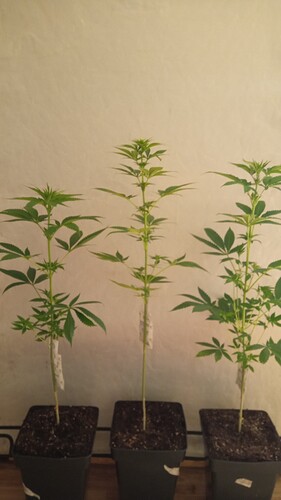Growreport Bild 34