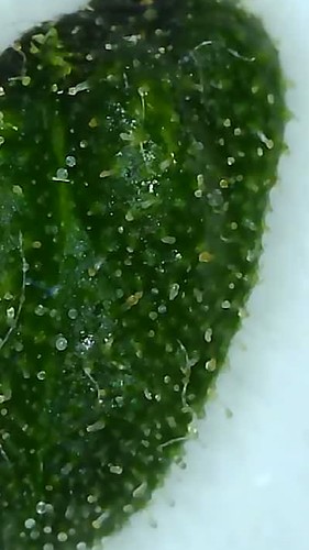 Growreport Bild 3
