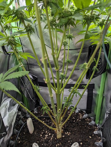 Growreport Bild 6