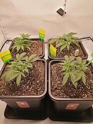 Growreport Bild 1