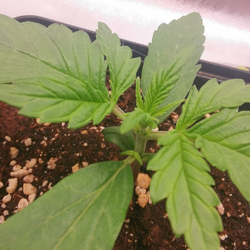 Growreport Bild 9