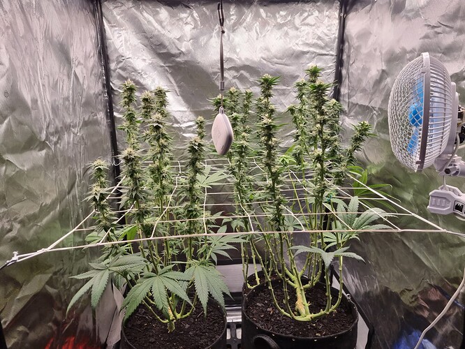 Growreport Bild 45