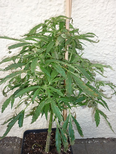 Growreport Bild 7