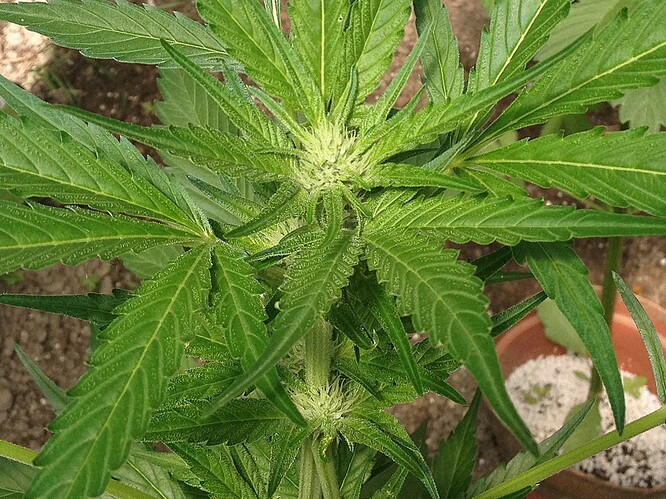 051_GorillaZucker_01