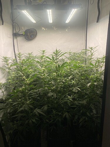 Growreport Bild 2