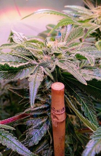 Growreport Bild 5