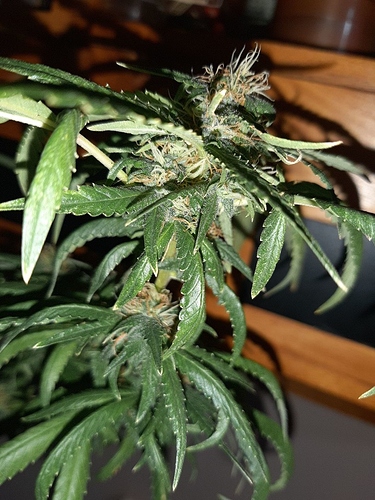 Growreport Bild 15