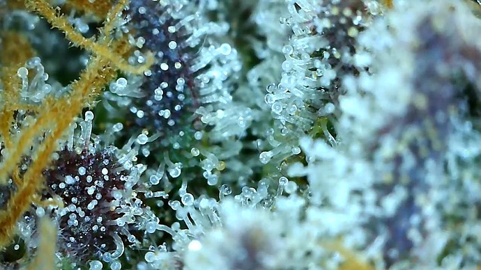 Growreport Bild 47