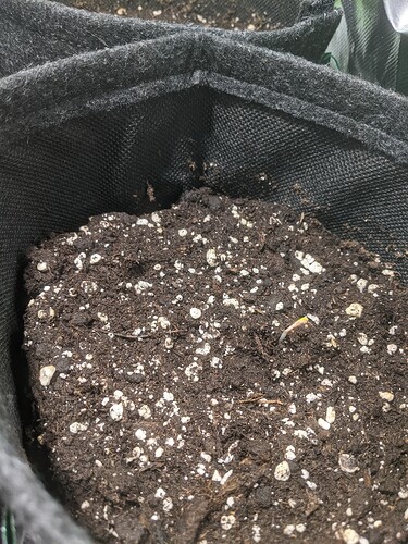 Growreport Bild 5