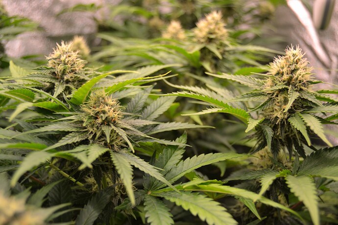 Growreport Bild 12