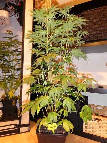 Growreport Bild 6