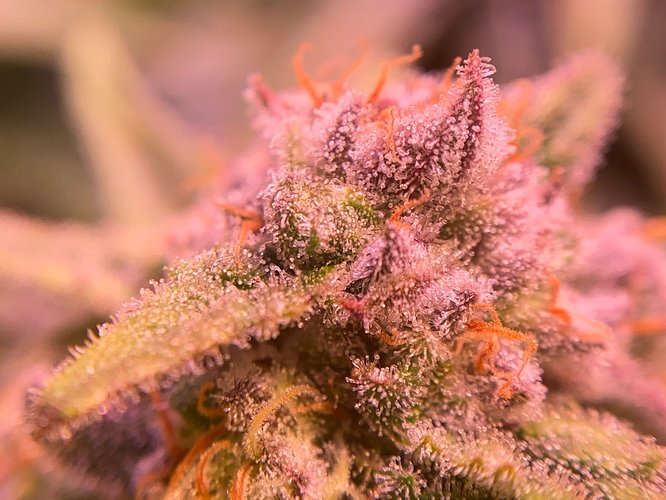 Growreport Bild 41