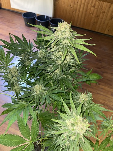 Growreport Bild 14