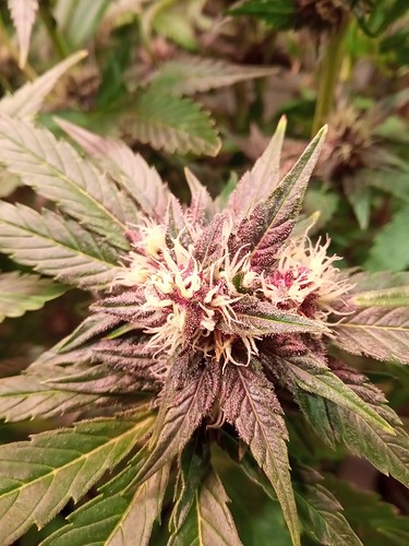 Growreport Bild 20