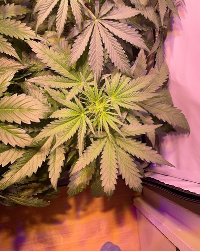 Growreport Bild 6