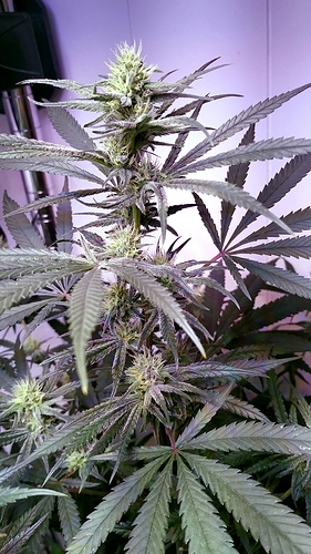 a_IMG_20200904_095451