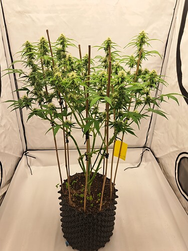 Growreport Bild 2