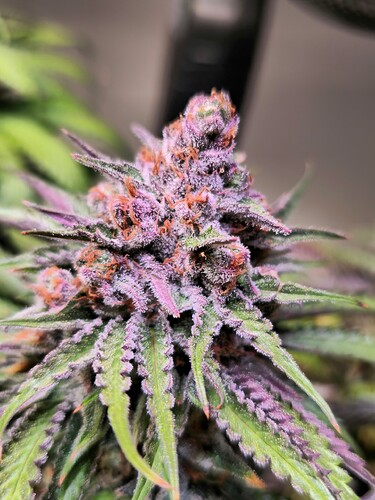 Growreport Bild 19
