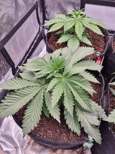 Growreport Bild 5