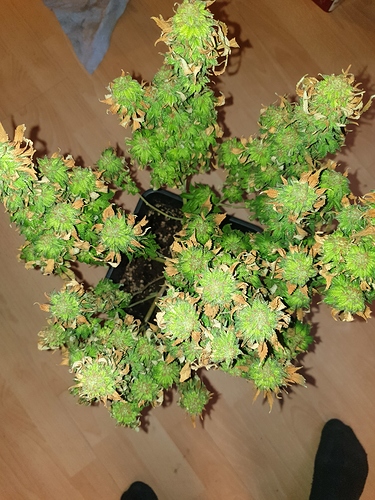 Growreport Bild 3